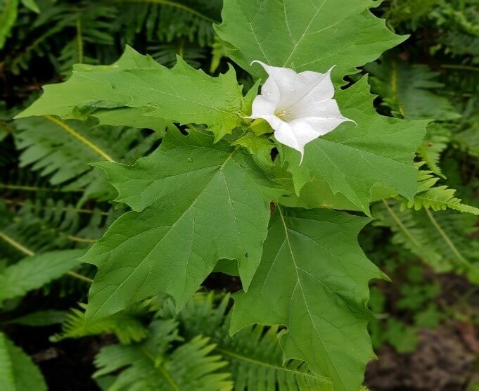 Seen This Weed Datura Stramonium Common Thornapple Bushcare Blue Mountains